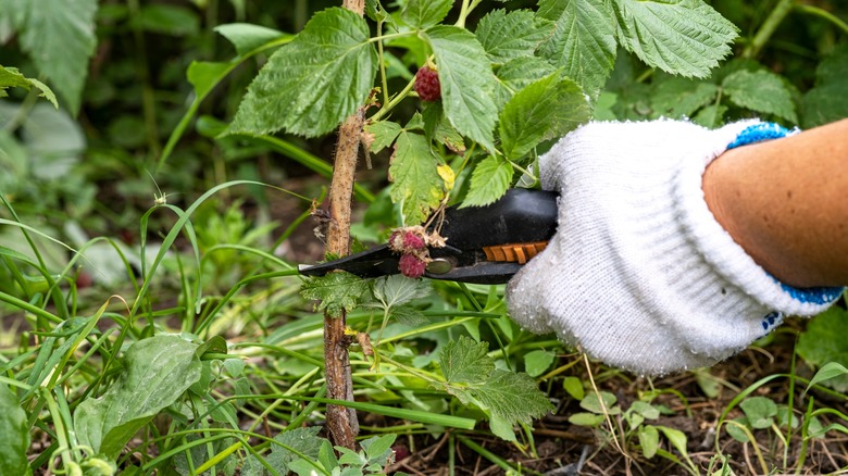 A gloved hand trims off an old raspberry cane.