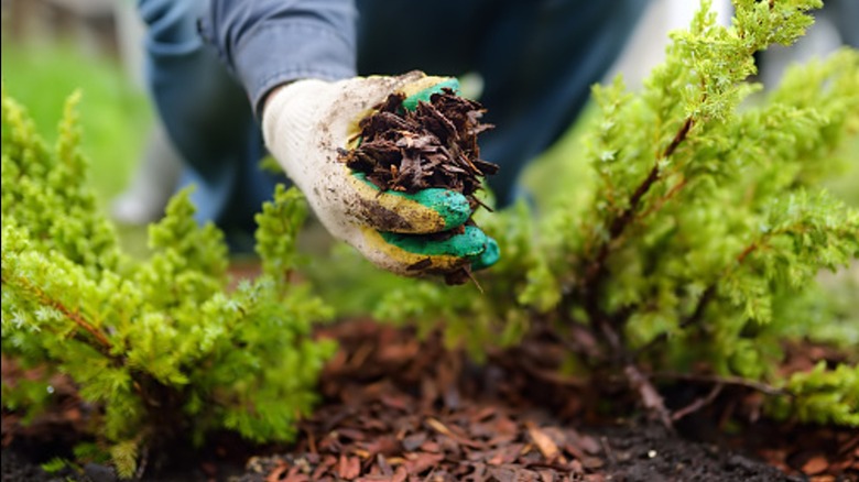 A gloved hand adds wood mulch between rows of plants in a garden.