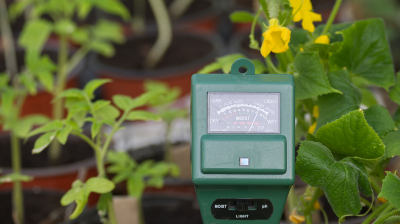 A soil tester measures the pH and moisture around a cucumber plant.