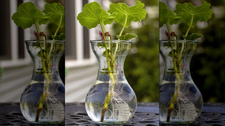 A geranium cutting grows roots in a glass vase.