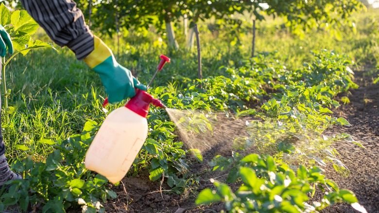 A protected arm and hand sprays pesticide on a garden.