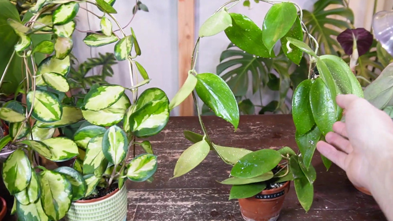Two plants growing around bent wire clothes hangers