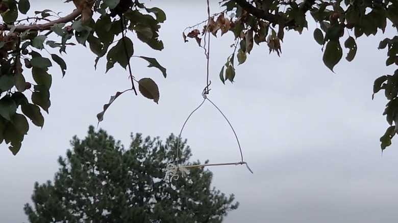 A DIY wire hummingbird perch hangs from a tree branch in a backyard.