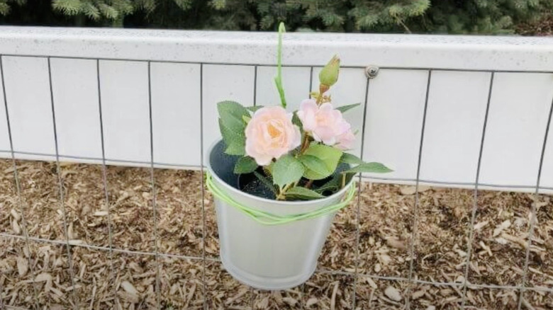 A rose in a metal pot plant hangs from a fence supported by a bracket made from a wire coat hanger.