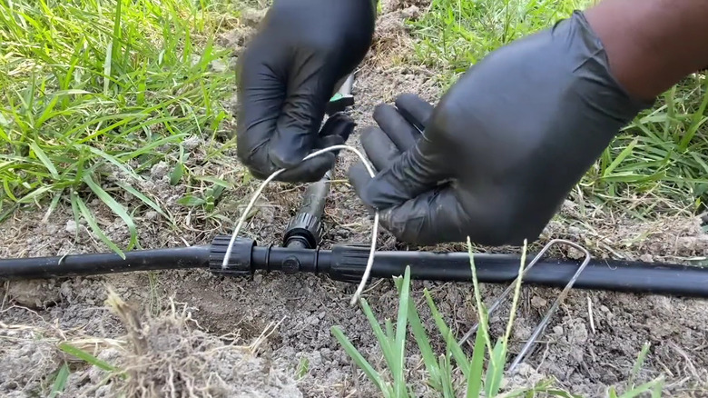 A gardener shows how to use homemade wire staples