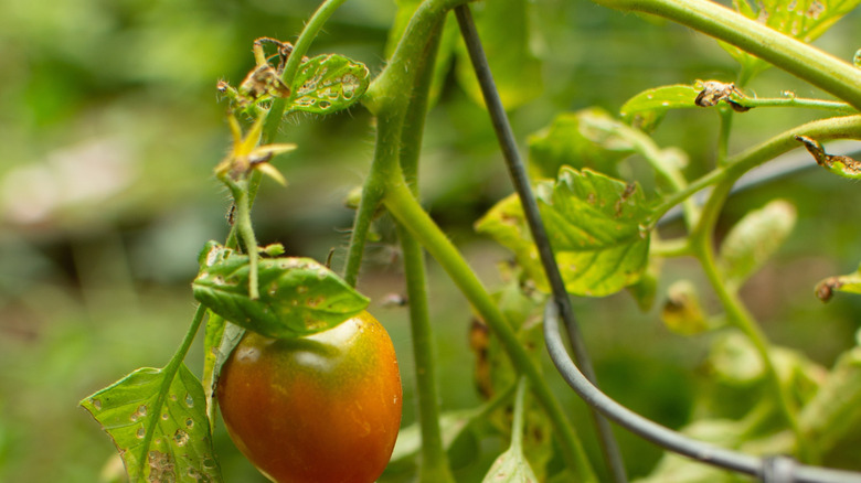 A tomato cage made from a wire clothes hanger support a fruiting plant.