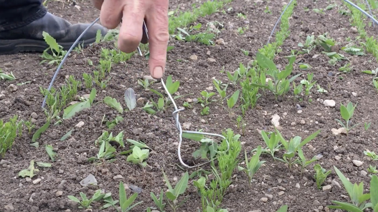 A gardener bends down to the soil holding a wire weeder.