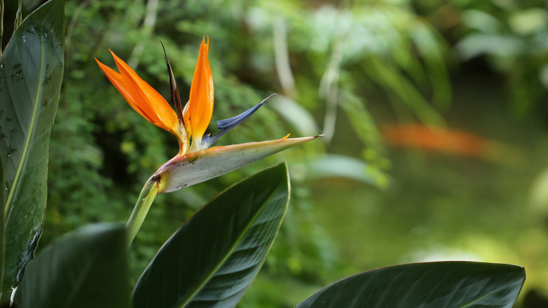 The flower of a bird of paradise plant