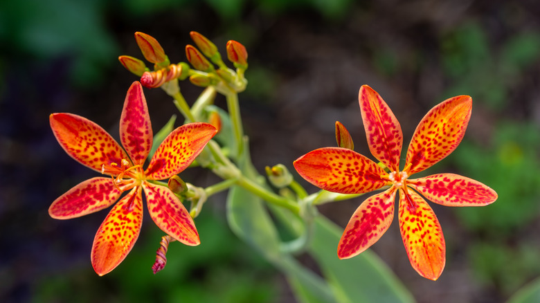 Close up of orange blackberry lillies