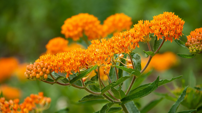 Bright orange butterfly weed in bloom