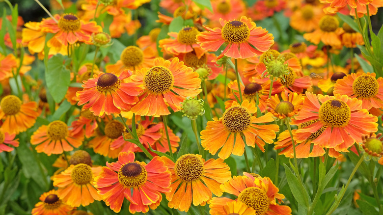 Orange and yellow common sneezeweed