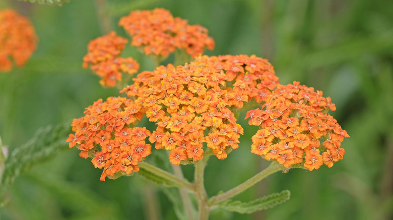 Rusty orange common yarrow