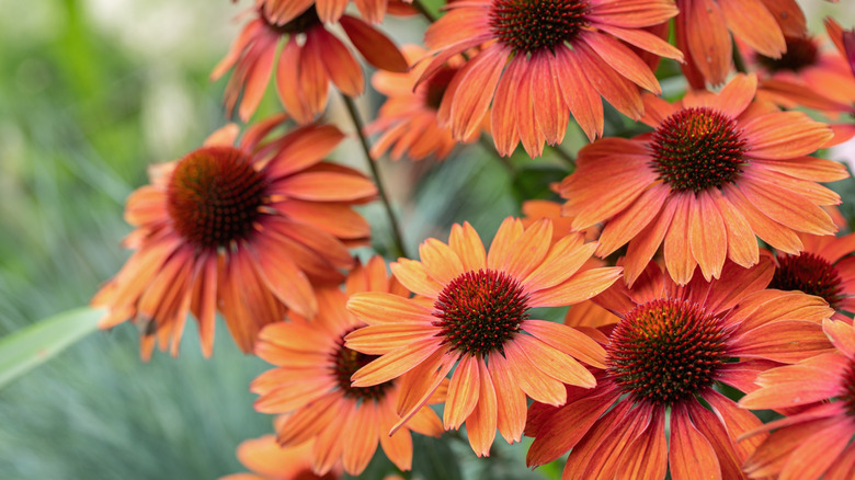 A cluster of orange coneflowers
