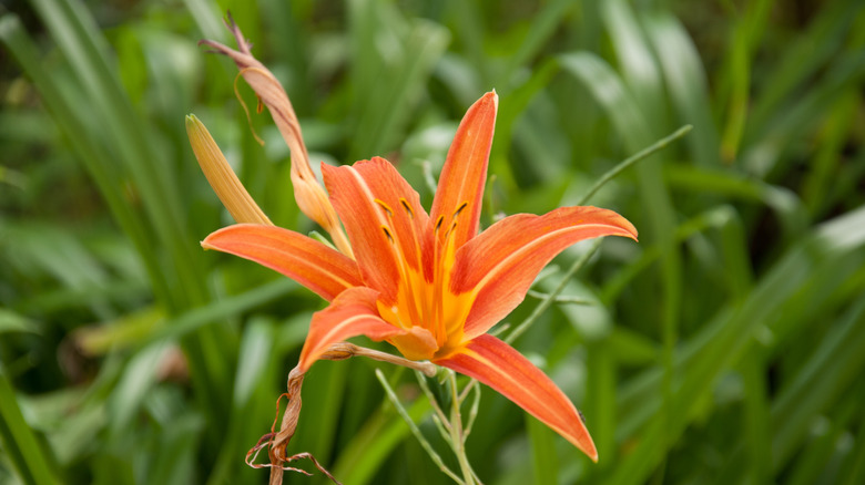 Orange daylily in bloom