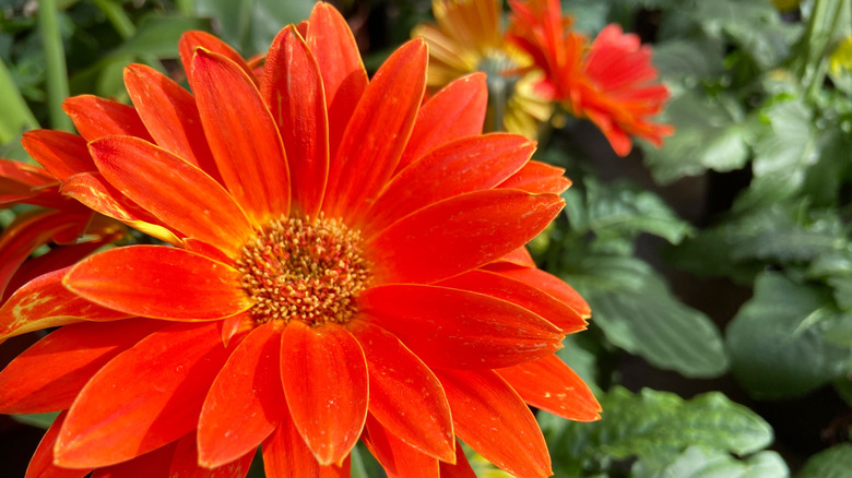 Close up of an orange gerbera daisy