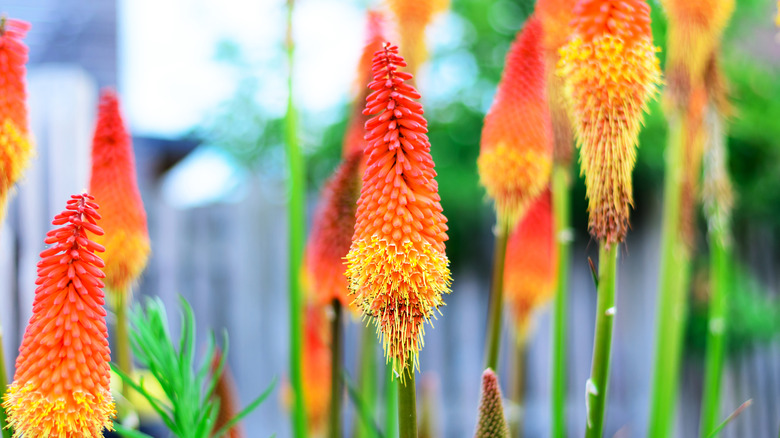 Orange and yellow red-hot poker plants