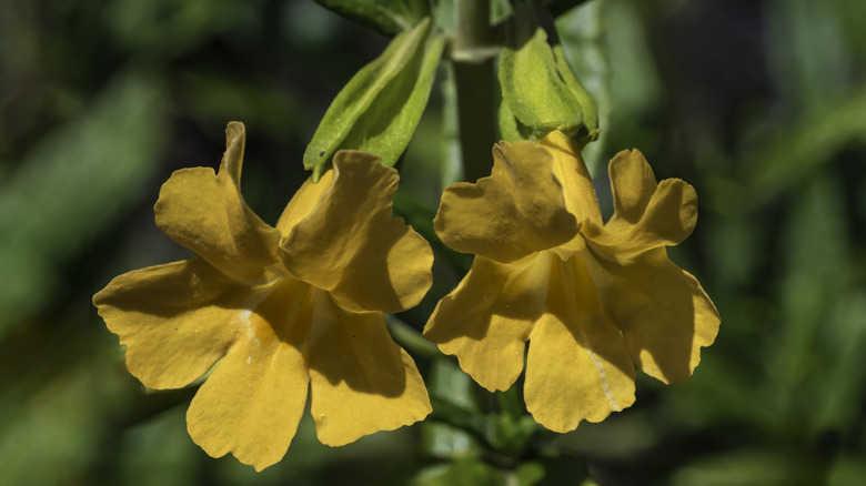 Close up of an orange sticky monkey flower