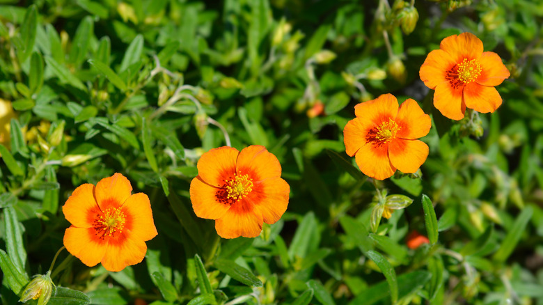 Orange and red sun roses in bloom
