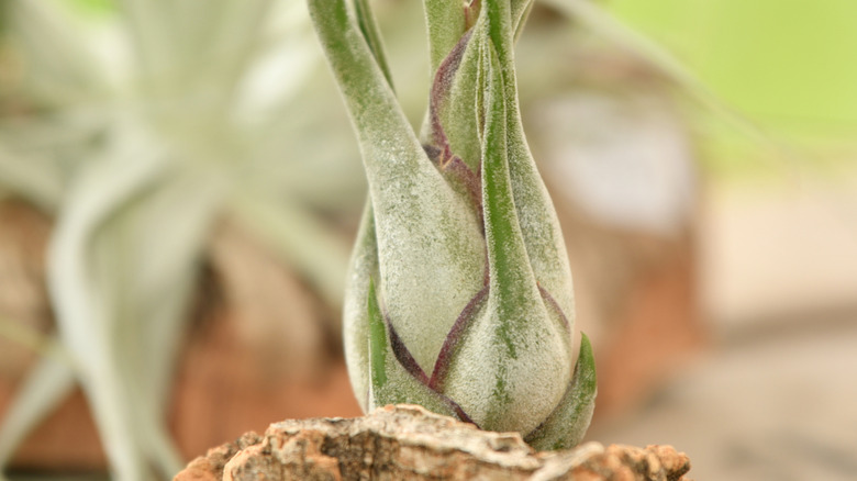 Close up of an air plant growing on a rock.
