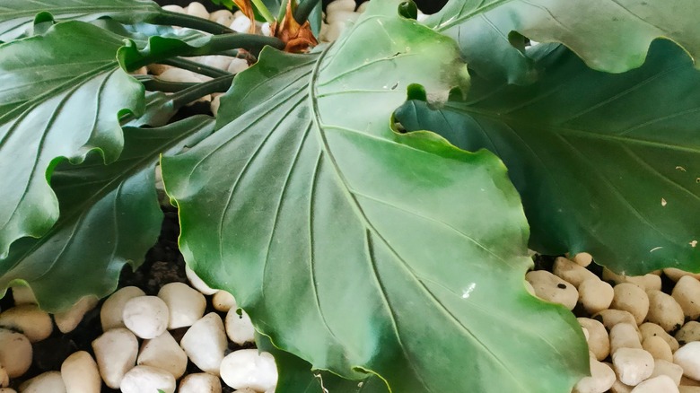 A large-leaved alocasia growing in a pebble tray.