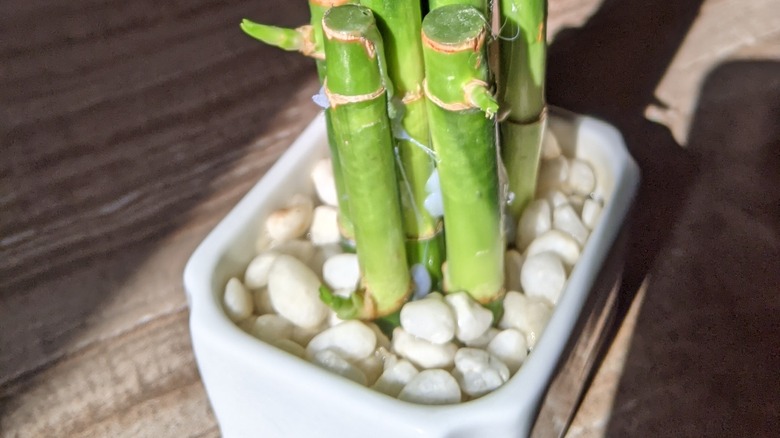 Bamboo growing in a pebble tray on a sunny wooden tabletop.