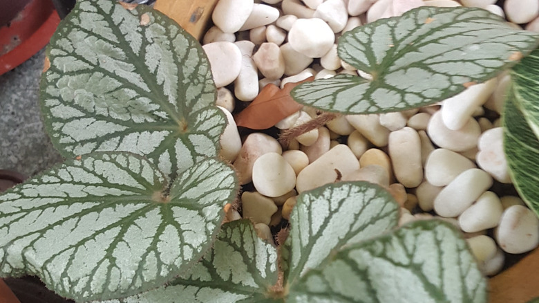 A begonia growing in a ceramic pot full of white pebbles.