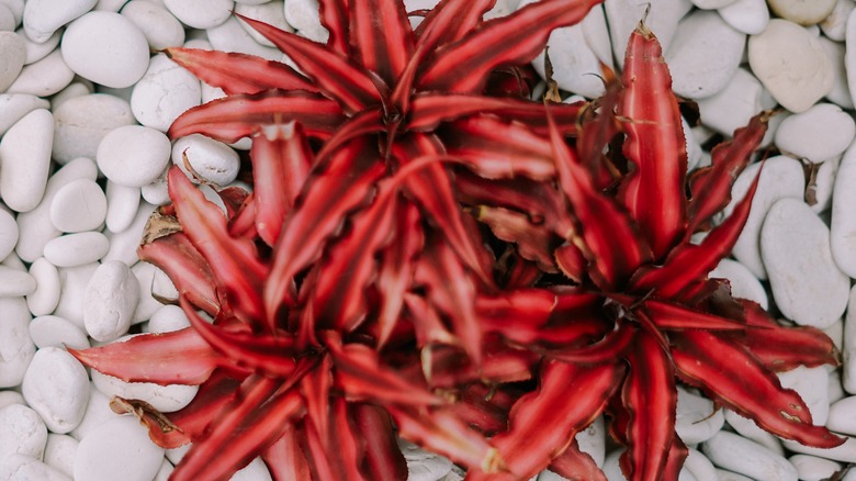 A hot pink bromeliad growing in a tray filled with white pebbles.