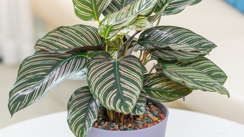 A calatheas growing in a pot with rainbow pebbles in a living room.