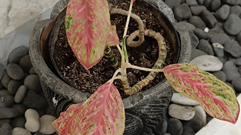 A Chinese evergreen growing in a pot sitting on top of a pebble tray.