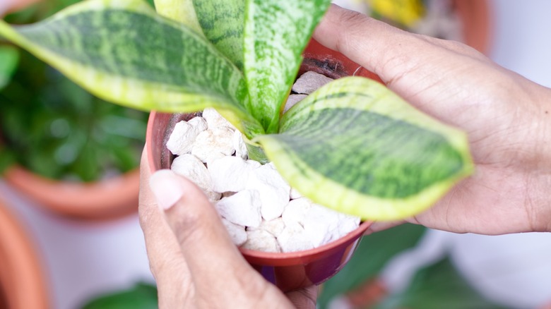 A dracaena growing in a pot filled with white gravel is held in the hands of a gardener.