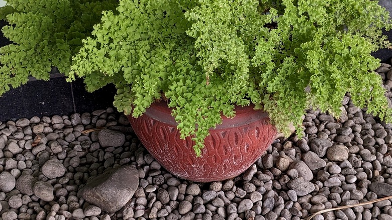 A maiden hair fern in a pot on a pebble tray.