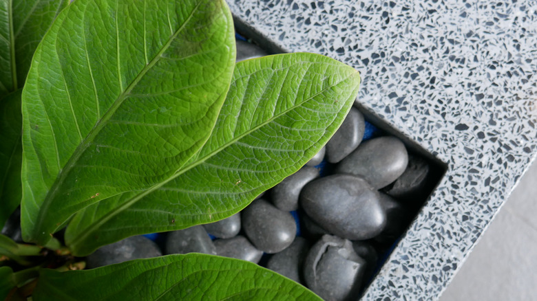 A young fiddle-leaf fig grows in a planter filled with large gray pebbles.