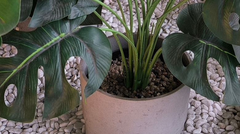 A monstera in a large pot sitting atop a bed of pebbles.