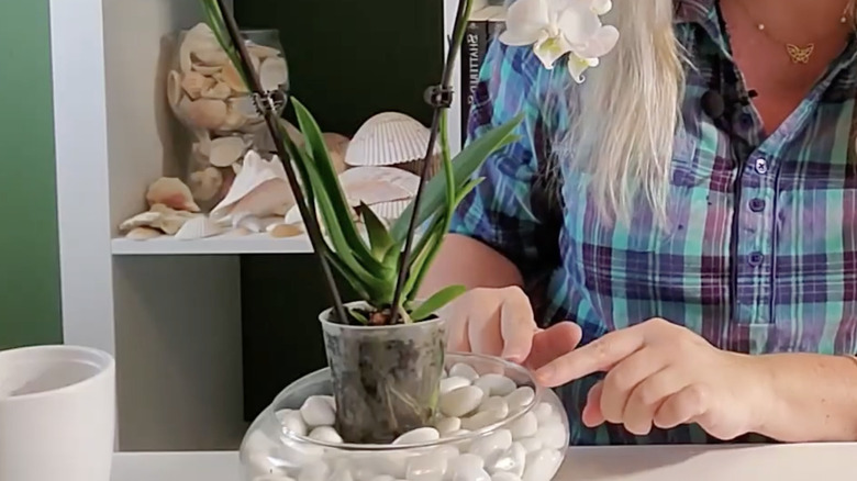 An orchid growing in a cache pot sitting atop a bowl filled with white pebbles and water.