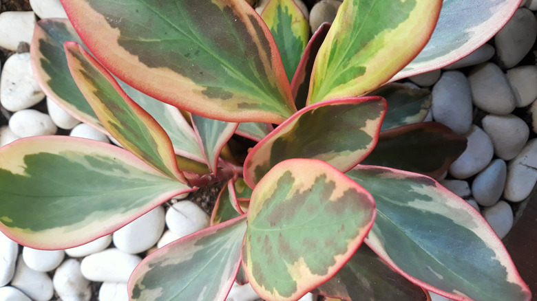 A peperomia growing in a pot filled with white pebbles.