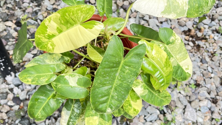 A variegated potted philodendron placed on a pebbled surface.