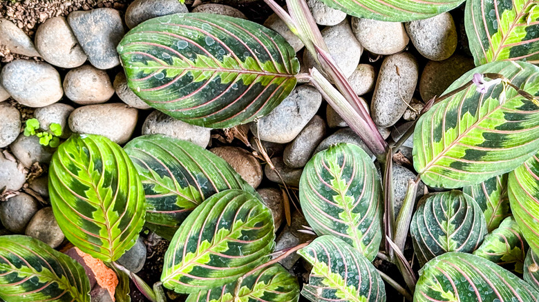 A prayer plant growing in a planter filled with gray pebbles.