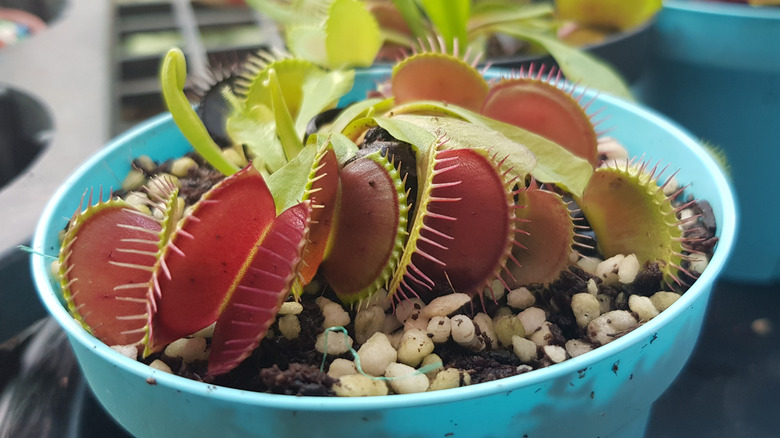 A venus flytrap grows in blue plastic pot filled with tiny pebbles.