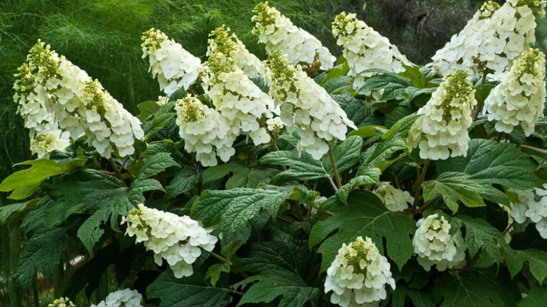 Close-up of the white blooms of 'Alice' hydrangeas in a garden.