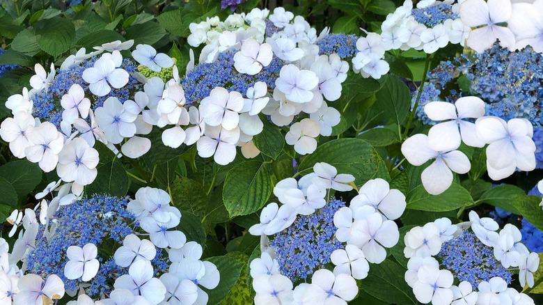 Close-up of 'Bluebird' hydrangeas in the garden.
