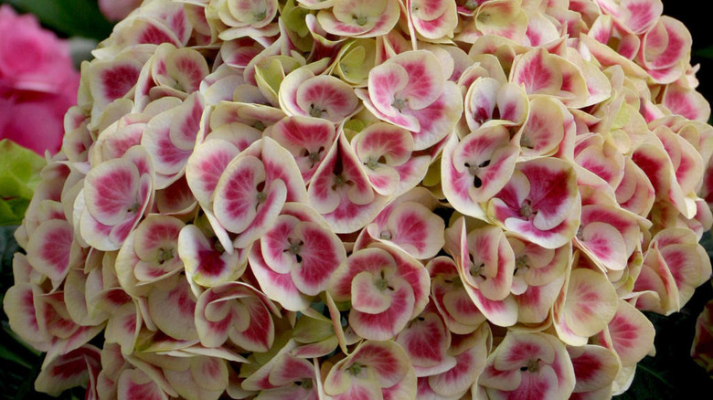 Close-up of the beige and pink blooms of the 'Cityline Mars' hydrangea.