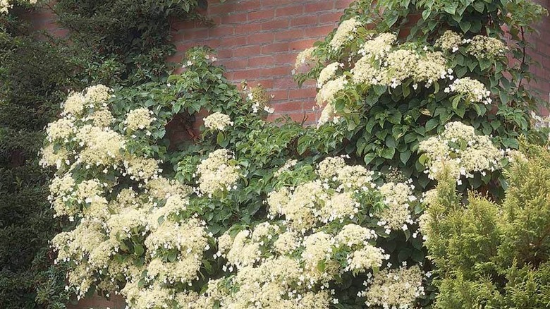 Close-up of a massive climbing hydrangea growing up a brick building.