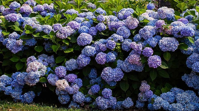 Close-up of the blue and purple blooms of 'Endless Summer' hydrangea.