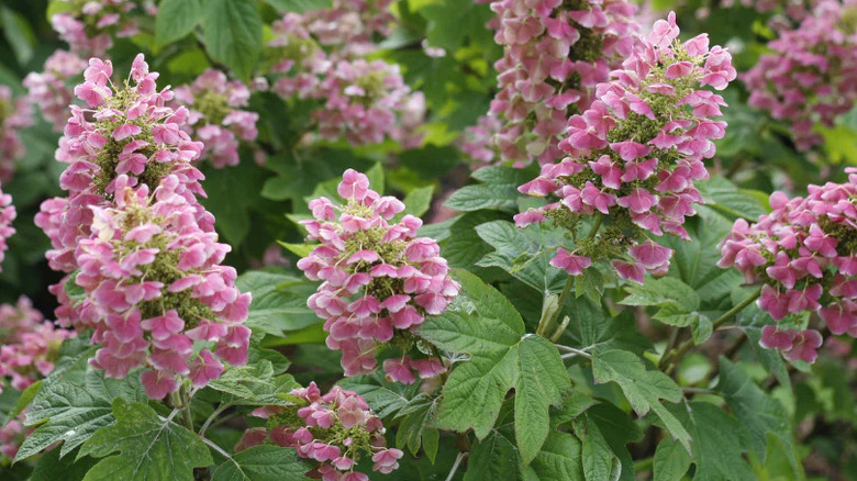 Close-up of 'Gatsby Pink' hydrangeas in a garden.