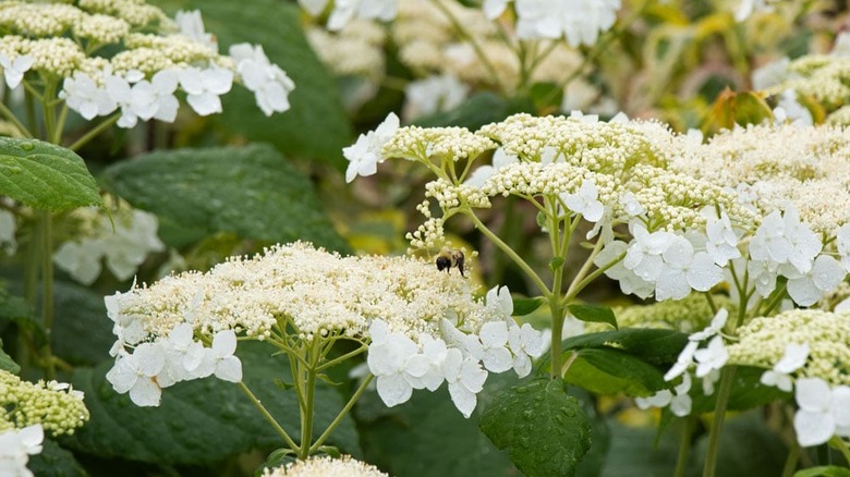Close-up of the white blooms of the 'Haas Halo' hydrangea.