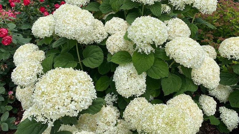 Close-up of white 'Incrediball' hydrangeas in a a garden.
