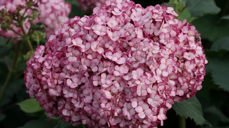 Close-up of the mauve-pink blooms of 'Invincibelle Mini Mauvette' hydrangea.