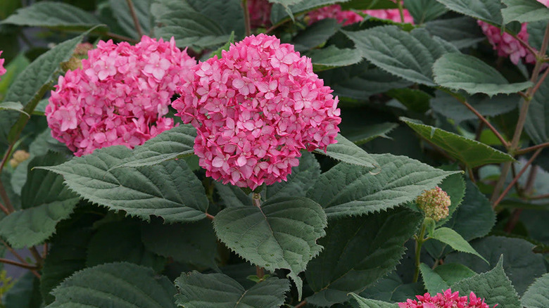 Close-up of the vibrant pink blooms and green foliage of the 'Invincibelle Ruby' hydrangea.