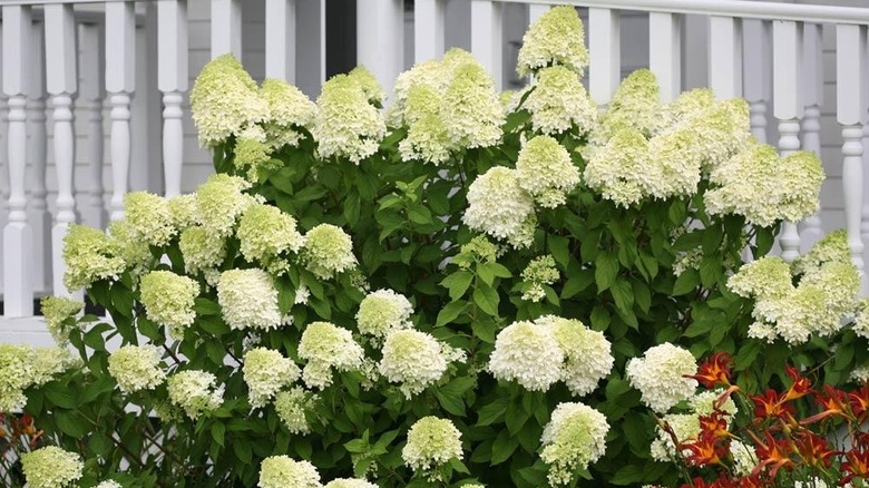 Close-up of 'Limelight' hydrangeas planted in front of a white porch.