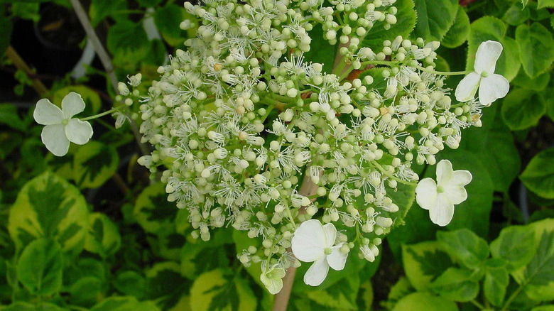 Close-up of the white blooms of the 'Miranda' hydrangea.